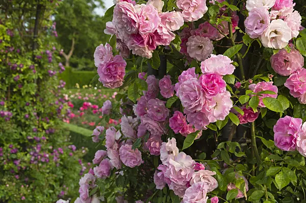 509128 - Multiflora rose (Rosa Tausendschön)