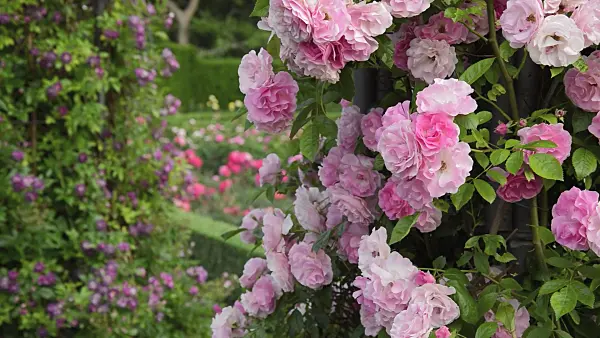 509136 - Multiflora rose (Rosa Tausendschön)