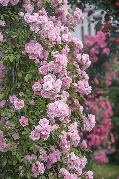 547282 - Multiflora rose (Rosa Tausendschön)