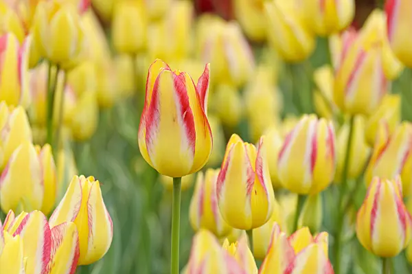 471310 - Multiflowering tulip (Tulipa Georgette)