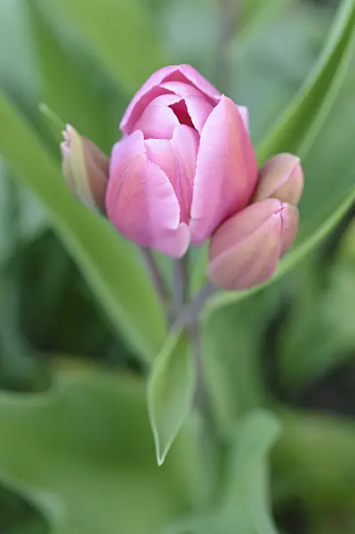 471267 - Multiflowering tulip (Tulipa Happy Family)
