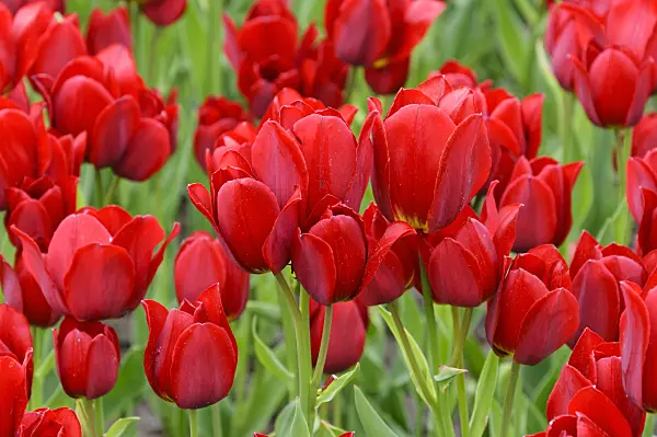 471311 - Multiflowering tulip (Tulipa Red Georgette)