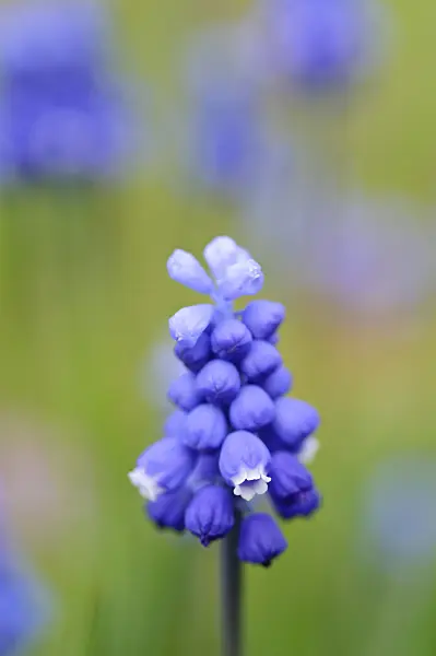 471028 - Muscari à grappe (Muscari neglectum)