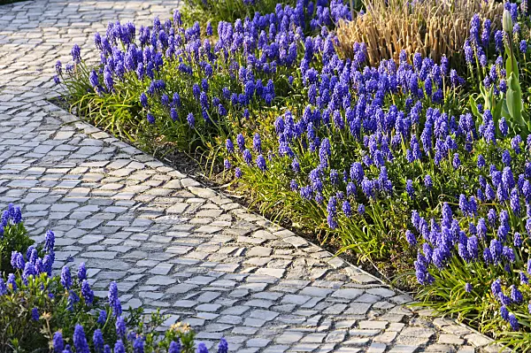 483307 - Muscari d'Arménie (Muscari armeniacum)