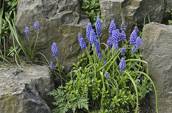 495171 - Muscari d'Arménie (Muscari armeniacum)