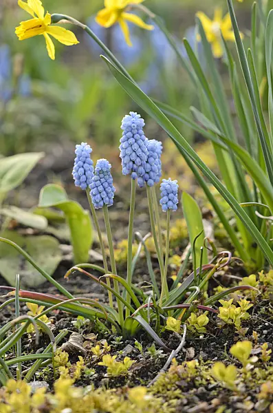 519167 - Muscari d'Arménie (Muscari armeniacum)