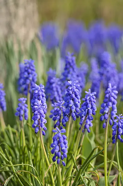 519169 - Muscari d'Arménie (Muscari armeniacum)