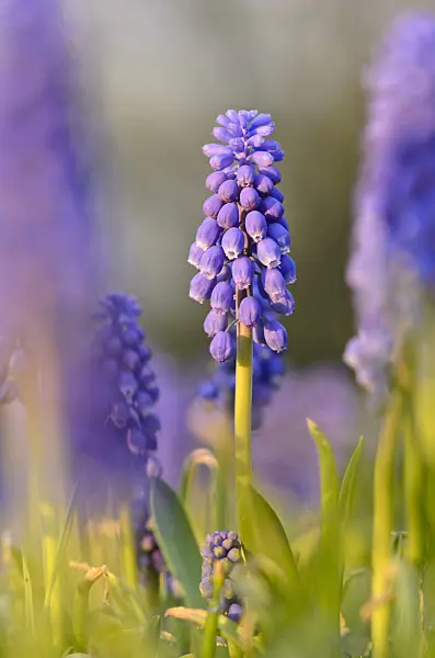 519184 - Muscari d'Arménie (Muscari armeniacum)