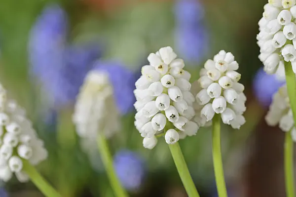 483123 - Muscari d'Arménie (Muscari armeniacum 'White Magic')