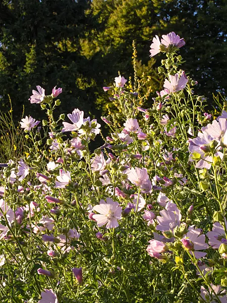 439091 - Musk mallow (Malva moschata)