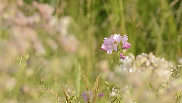 509095 - Musk mallow (Malva moschata)