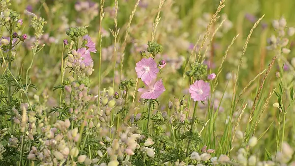 509096 - Musk mallow (Malva moschata)
