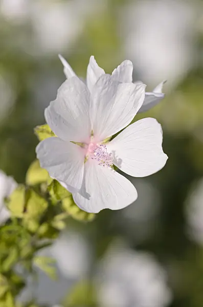 570058 - Musk mallow (Malva moschata 'Appleblossom')