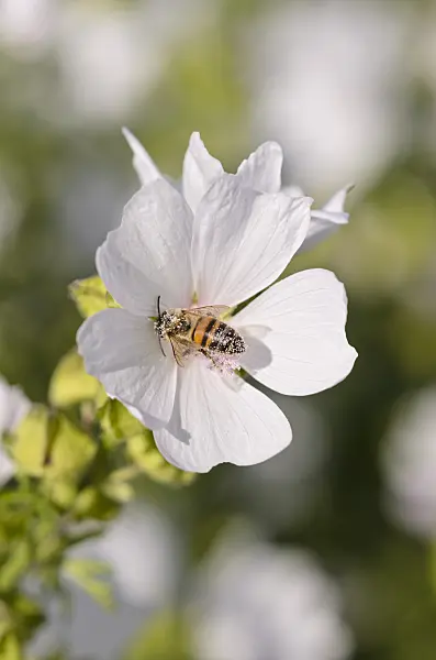 570057 - Musk mallow (Malva moschata 'Appleblossom') and bee (Apis)