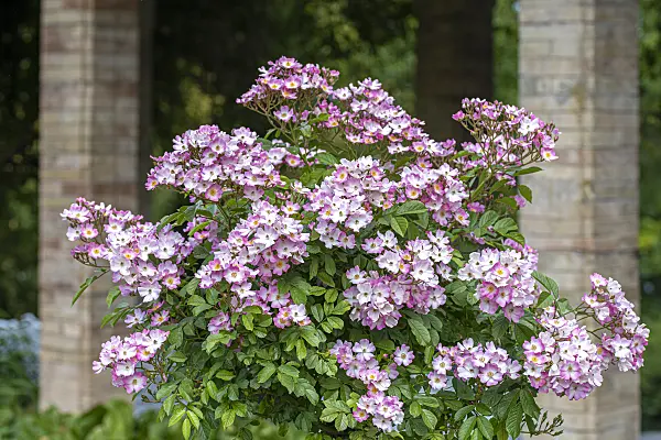 616328 - Musk rose (Rosa moschata 'Ballerina')