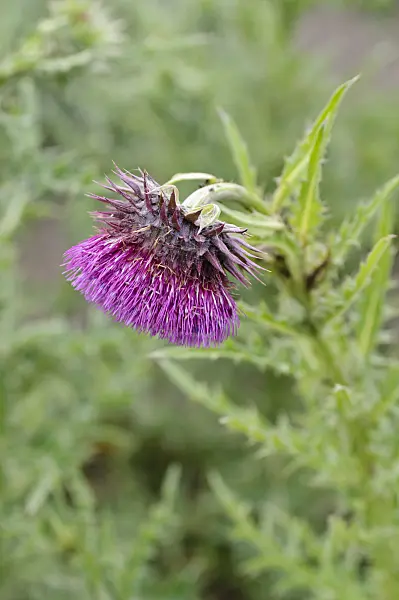 485097 - Musk thistle (Carduus nutans)