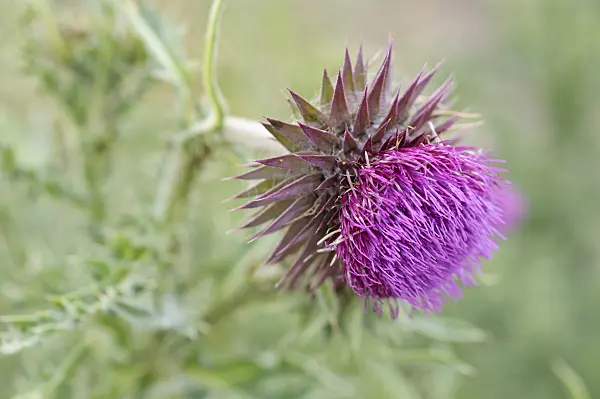 485098 - Musk thistle (Carduus nutans)
