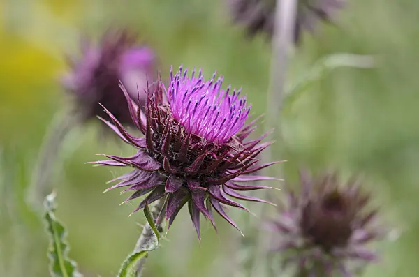 521317 - Musk thistle (Carduus nutans)