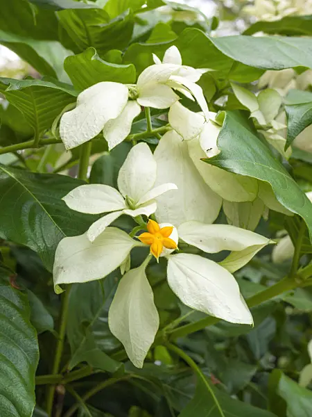 411068 - Mussaenda philippica