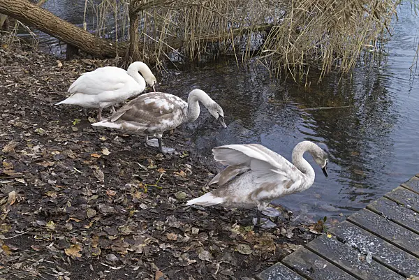 527019 - Mute swan (Cygnus olor)