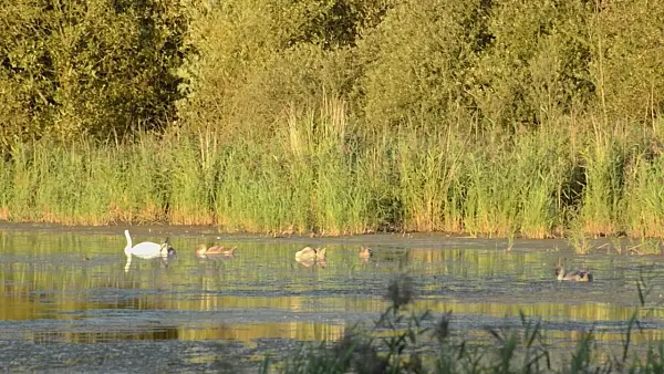 500096 - Mute swan (Cygnus olor), Karower Seen Nature Reserve, Berlin, Germany