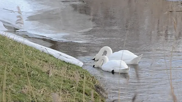 505140 - Mute swans (Cygnus olor)