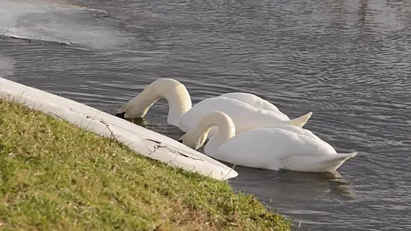 505141 - Mute swans (Cygnus olor)