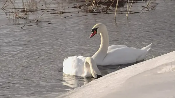 505143 - Mute swans (Cygnus olor)