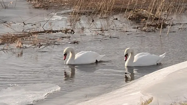 505144 - Mute swans (Cygnus olor)