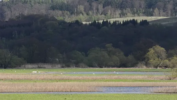 507148 - Mute swans (Cygnus olor), Lower Oder Valley National Park, Germany