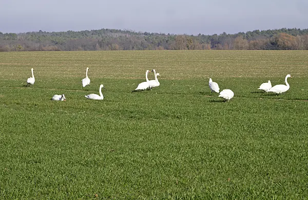 608012 - Mute swans (Cygnus olor) on a field, Brandenburg, Germany