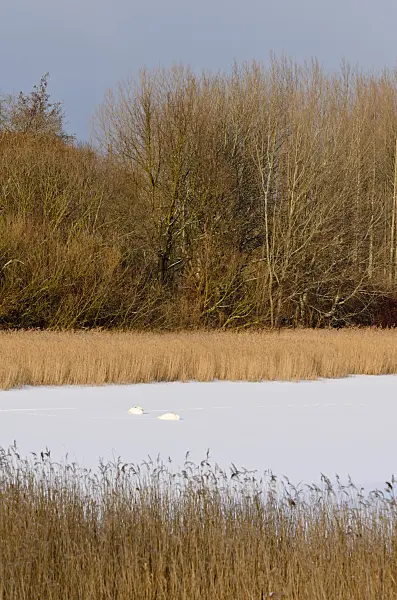 505017 - Mute swans (Cygnus olor) on a frozen lake, Karower Seen Nature Reserve, Berlin, Germany