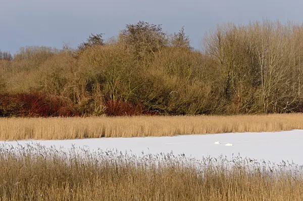 505018 - Mute swans (Cygnus olor) on a frozen lake, Karower Seen Nature Reserve, Berlin, Germany