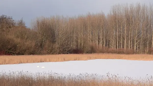505021 - Mute swans (Cygnus olor) on a frozen lake, Karower Seen Nature Reserve, Berlin, Germany