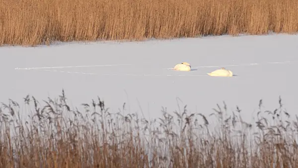 505022 - Mute swans (Cygnus olor) on a frozen lake, Karower Seen Nature Reserve, Berlin, Germany