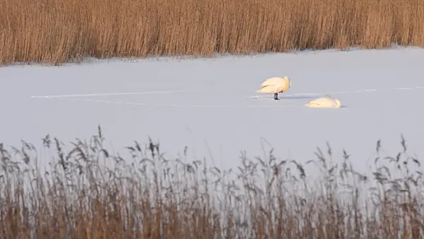 505023 - Mute swans (Cygnus olor) on a frozen lake, Karower Seen Nature Reserve, Berlin, Germany