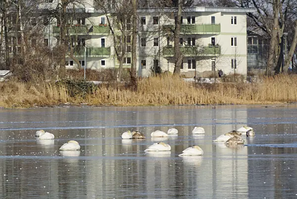529005 - Mute swans (Cygnus olor) sleeping on a frozen channel