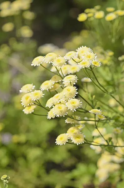 535201 - Mutterkraut (Tanacetum parthenium 'Plena')