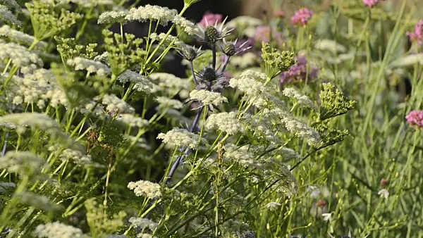 497290 - Mutterwurz (Ligusticum lucidum) und Spanischer Mannstreu (Eryngium bourgatii)