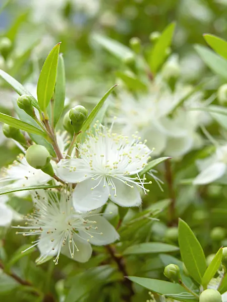 427054 - Myrte commun (Myrtus communis)