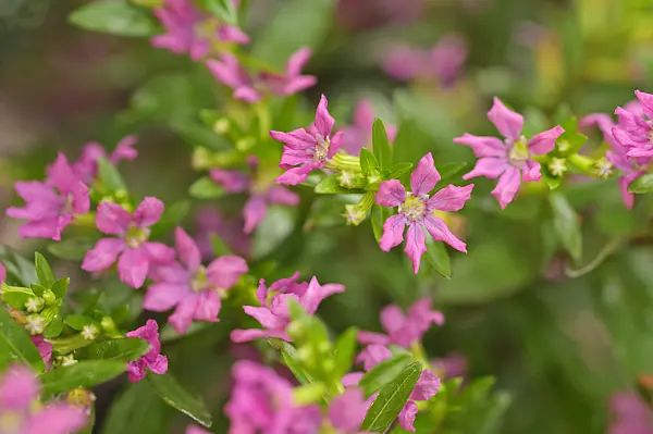 486151 - Myrte japonaise (Cuphea hyssopifolia)