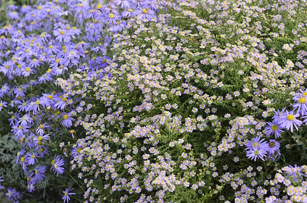525153 - Myrtenaster (Aster ericoides 'Lovely' syn. Aster vimineus 'Lovely')