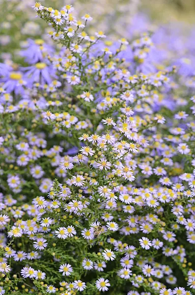 525154 - Myrtenaster (Aster ericoides 'Lovely' syn. Aster vimineus 'Lovely')