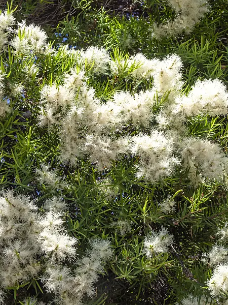 455314 - Myrthenheide (Melaleuca linearifolia)