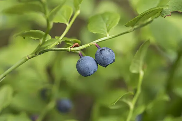 616138 - Myrtille commune (Vaccinium myrtillus)