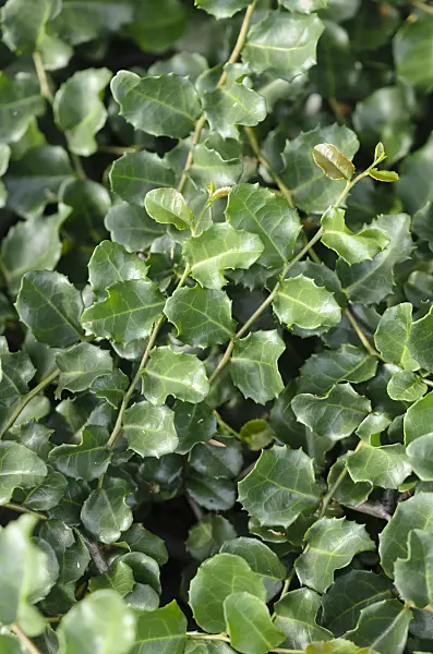 523018 - Myrtle beech (Nothofagus cunninghamii)