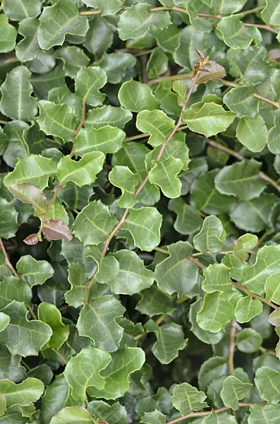 523266 - Myrtle beech (Nothofagus cunninghamii)