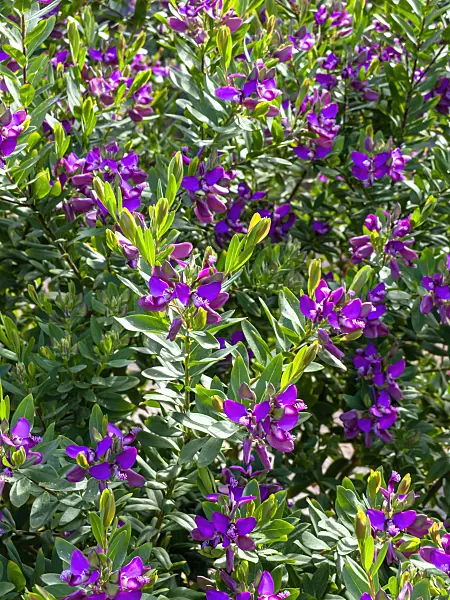 424016 - Myrtle-leaf milkwort (Polygala myrtifolia)
