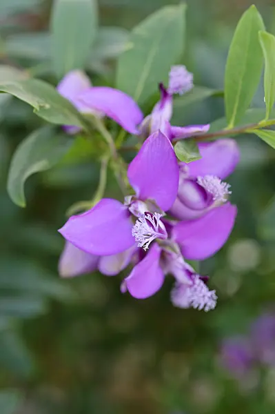 470117 - Myrtle-leaf milkwort (Polygala myrtifolia)