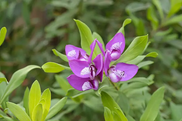 471085 - Myrtle-leaf milkwort (Polygala myrtifolia)